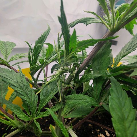 Chilled Cherry 🧊🍒 Zamnesia x Growers Choice growlog timeline photo
