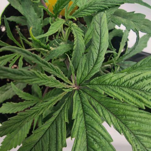 Chilled Cherry 🧊🍒 Zamnesia x Growers Choice growlog timeline photo