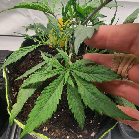 Chilled Cherry 🧊🍒 Zamnesia x Growers Choice growlog timeline photo