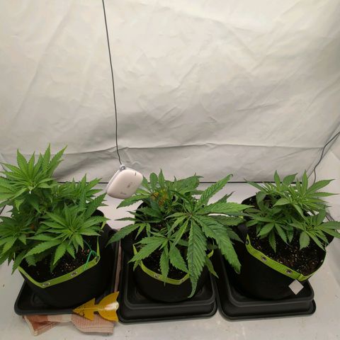 Chilled Cherry 🧊🍒 Zamnesia x Growers Choice growlog timeline photo