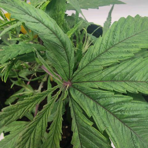 Chilled Cherry 🧊🍒 Zamnesia x Growers Choice growlog timeline photo