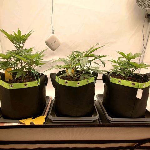 Chilled Cherry 🧊🍒 Zamnesia x Growers Choice growlog timeline photo