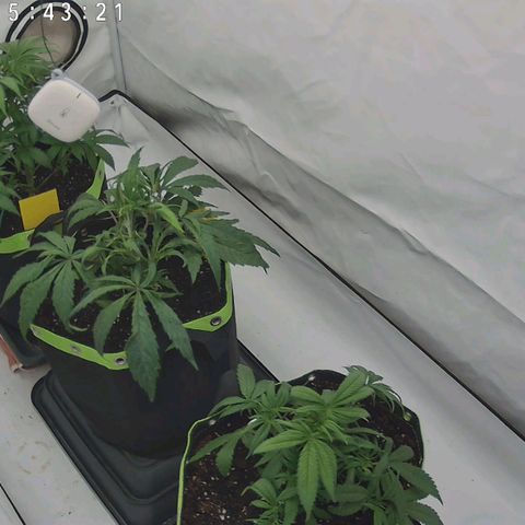 Chilled Cherry 🧊🍒 Zamnesia x Growers Choice growlog timeline photo