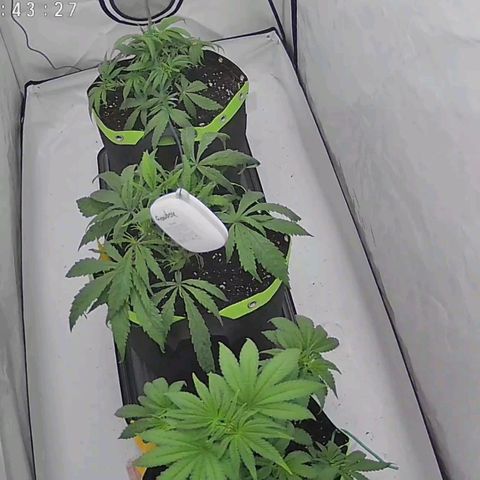 Chilled Cherry 🧊🍒 Zamnesia x Growers Choice growlog timeline photo