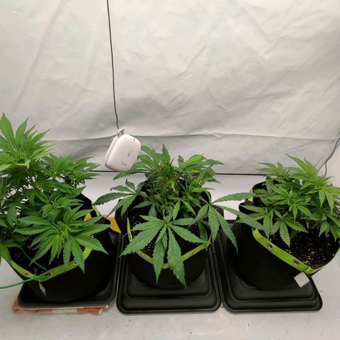 Chilled Cherry 🧊🍒 Zamnesia x Growers Choice growlog timeline photo