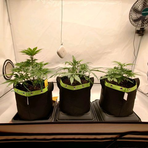 Chilled Cherry 🧊🍒 Zamnesia x Growers Choice growlog timeline photo