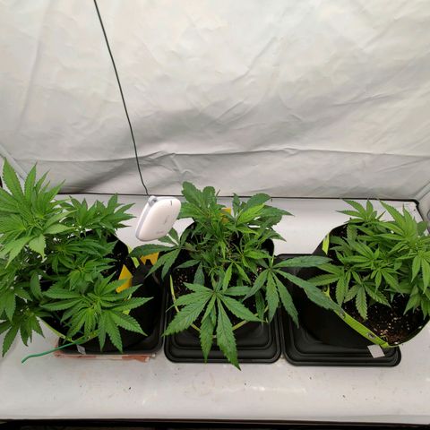 Chilled Cherry 🧊🍒 Zamnesia x Growers Choice growlog timeline photo