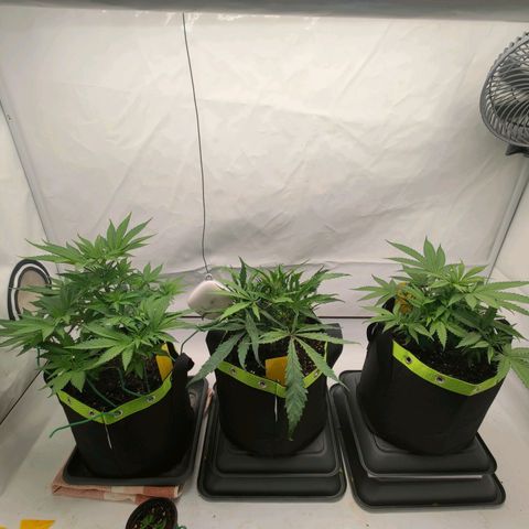 Chilled Cherry 🧊🍒 Zamnesia x Growers Choice growlog timeline photo