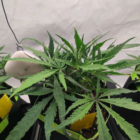 Chilled Cherry 🧊🍒 Zamnesia x Growers Choice growlog timeline photo