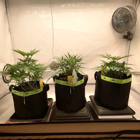 Chilled Cherry 🧊🍒 Zamnesia x Growers Choice growlog timeline photo