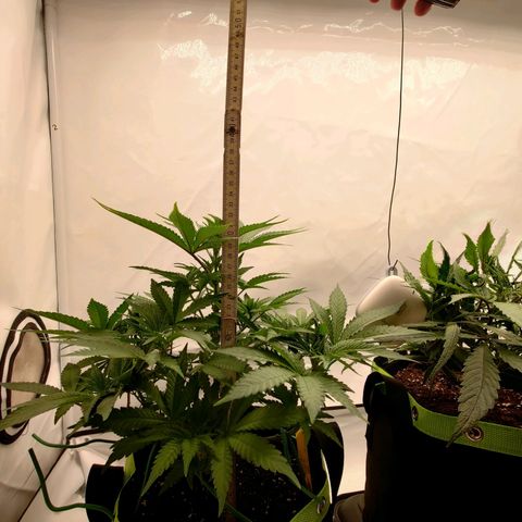 Chilled Cherry 🧊🍒 Zamnesia x Growers Choice growlog timeline photo