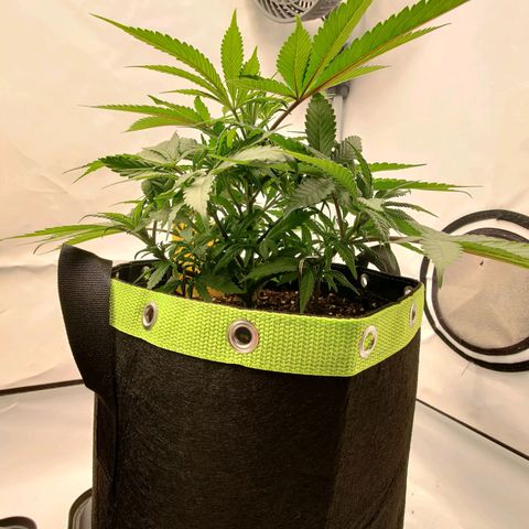 Chilled Cherry 🧊🍒 Zamnesia x Growers Choice growlog timeline photo