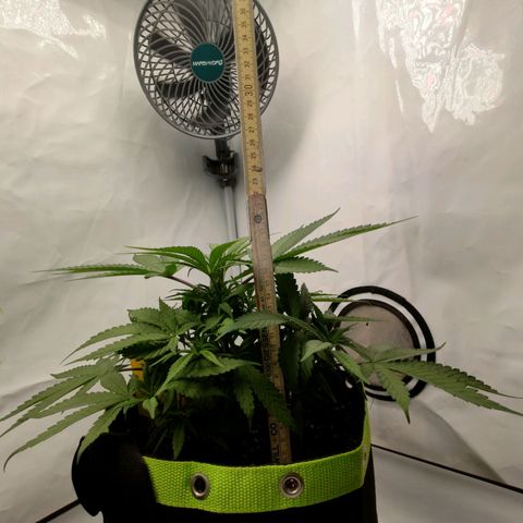 Chilled Cherry 🧊🍒 Zamnesia x Growers Choice growlog timeline photo