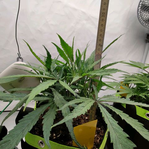 Chilled Cherry 🧊🍒 Zamnesia x Growers Choice growlog timeline photo