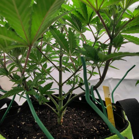 Chilled Cherry 🧊🍒 Zamnesia x Growers Choice growlog timeline photo
