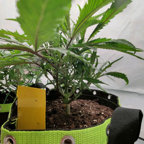 Chilled Cherry 🧊🍒 Zamnesia x Growers Choice growlog timeline photo