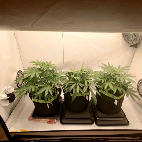 Chilled Cherry 🧊🍒 Zamnesia x Growers Choice growlog timeline photo