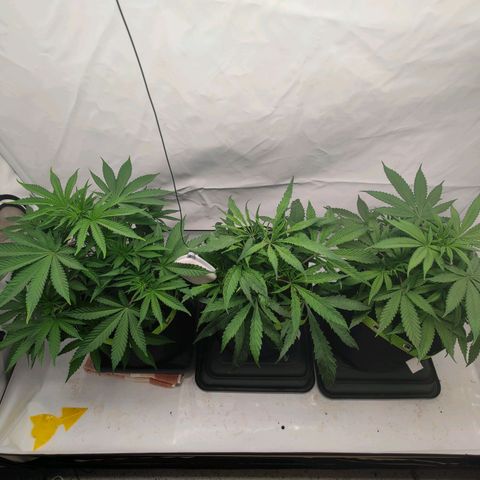 Chilled Cherry 🧊🍒 Zamnesia x Growers Choice growlog timeline photo