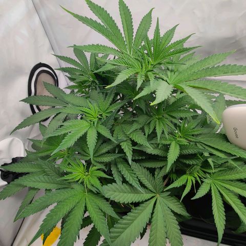 Chilled Cherry 🧊🍒 Zamnesia x Growers Choice growlog timeline photo