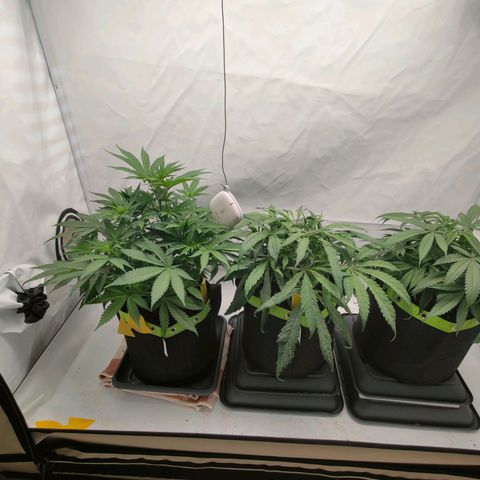 Chilled Cherry 🧊🍒 Zamnesia x Growers Choice growlog timeline photo