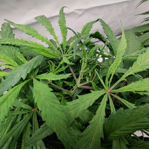 Chilled Cherry 🧊🍒 Zamnesia x Growers Choice growlog timeline photo