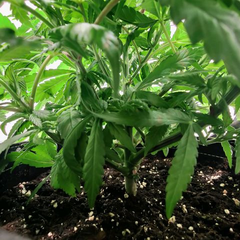 Chilled Cherry 🧊🍒 Zamnesia x Growers Choice growlog timeline photo