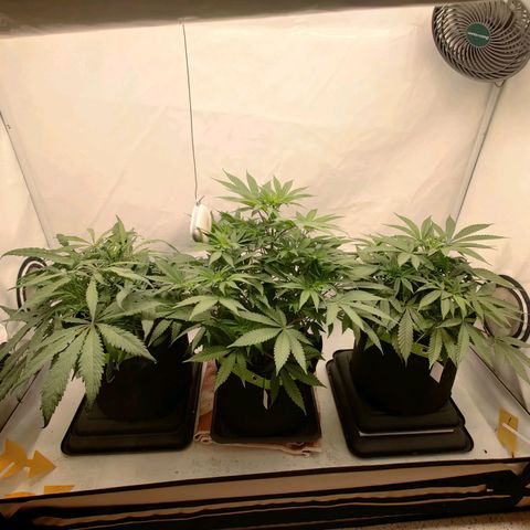 Chilled Cherry 🧊🍒 Zamnesia x Growers Choice growlog timeline photo