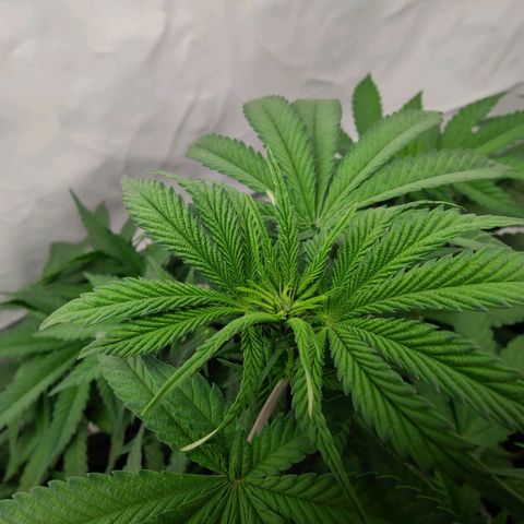 Chilled Cherry 🧊🍒 Zamnesia x Growers Choice growlog timeline photo
