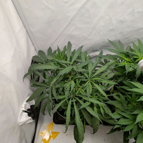 Chilled Cherry 🧊🍒 Zamnesia x Growers Choice growlog timeline photo