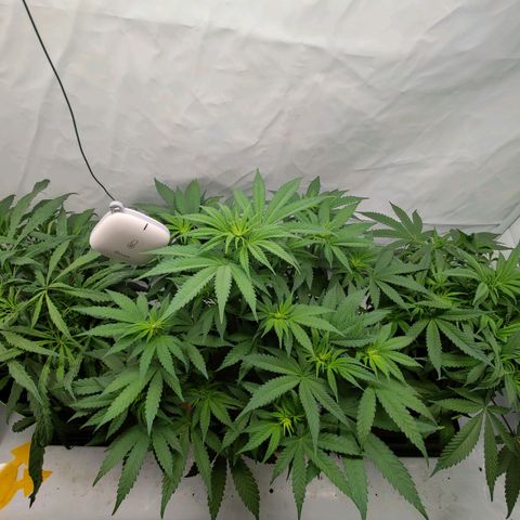 Chilled Cherry 🧊🍒 Zamnesia x Growers Choice growlog timeline photo