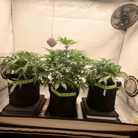 Chilled Cherry 🧊🍒 Zamnesia x Growers Choice growlog timeline photo