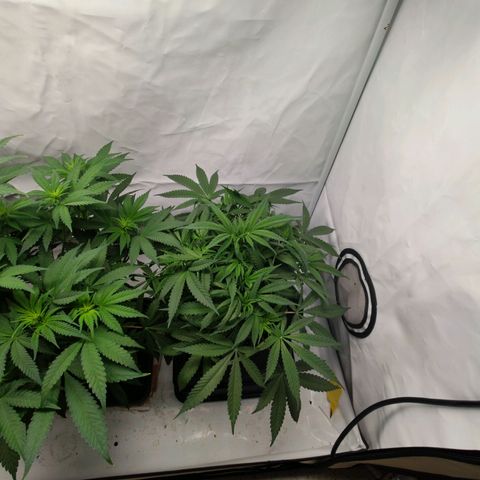 Chilled Cherry 🧊🍒 Zamnesia x Growers Choice growlog timeline photo