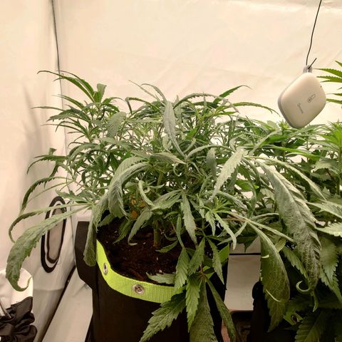 Chilled Cherry 🧊🍒 Zamnesia x Growers Choice growlog photo: Dem Mutanten ein paar Fächerblatter entfernt. Sie lässt sich mit ganz schön feiern, aber man sieht die ersten Blütenansätze.