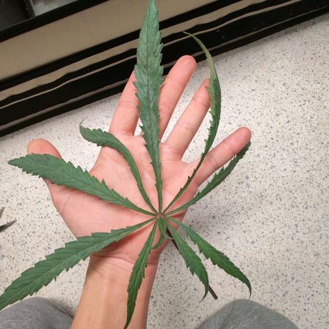 Chilled Cherry 🧊🍒 Zamnesia x Growers Choice growlog photo: Dem Mutanten ein paar Fächerblatter entfernt. Sie lässt sich mit ganz schön feiern, aber man sieht die ersten Blütenansätze.