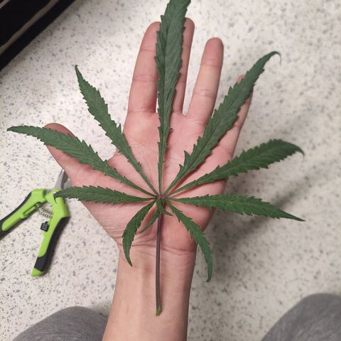 Chilled Cherry 🧊🍒 Zamnesia x Growers Choice growlog photo: Dem Mutanten ein paar Fächerblatter entfernt. Sie lässt sich mit ganz schön feiern, aber man sieht die ersten Blütenansätze.