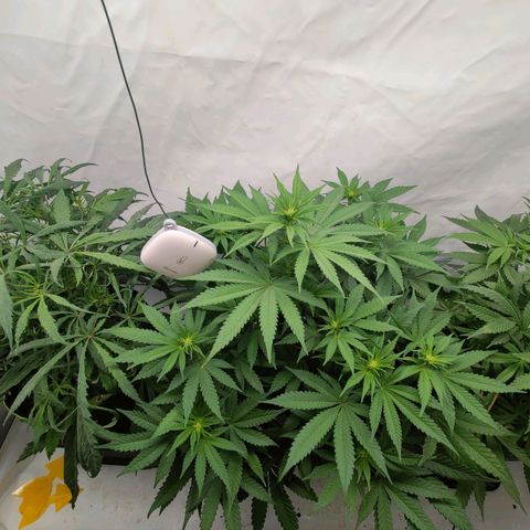 Chilled Cherry 🧊🍒 Zamnesia x Growers Choice growlog photo: Dem Mutanten ein paar Fächerblatter entfernt. Sie lässt sich mit ganz schön feiern, aber man sieht die ersten Blütenansätze.