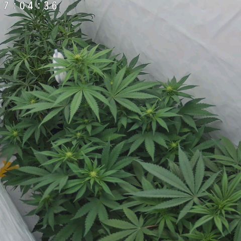 Chilled Cherry 🧊🍒 Zamnesia x Growers Choice growlog timeline photo