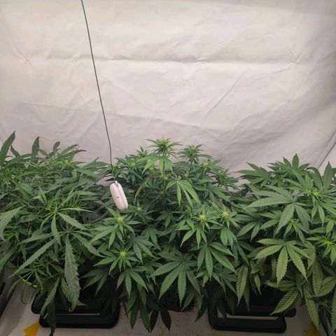 Chilled Cherry 🧊🍒 Zamnesia x Growers Choice growlog timeline photo