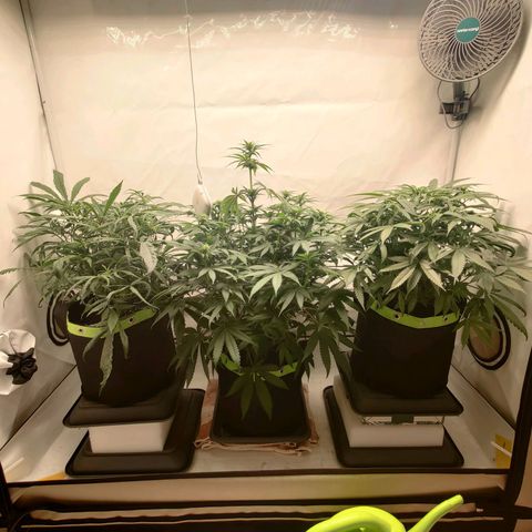 Chilled Cherry 🧊🍒 Zamnesia x Growers Choice growlog timeline photo
