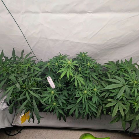 Chilled Cherry 🧊🍒 Zamnesia x Growers Choice growlog timeline photo
