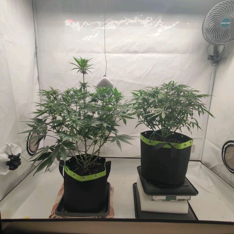 Chilled Cherry 🧊🍒 Zamnesia x Growers Choice growlog photo: Der "Mutant" wurde entfernt da an mehreren Stellen Pollensäcke zu sehen sind.
