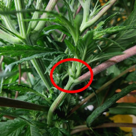 Chilled Cherry 🧊🍒 Zamnesia x Growers Choice growlog photo: Der "Mutant" wurde entfernt da an mehreren Stellen Pollensäcke zu sehen sind.