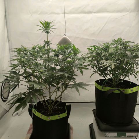 Chilled Cherry 🧊🍒 Zamnesia x Growers Choice growlog photo: Der "Mutant" wurde entfernt da an mehreren Stellen Pollensäcke zu sehen sind.