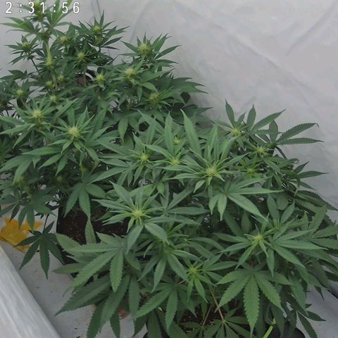 Chilled Cherry 🧊🍒 Zamnesia x Growers Choice growlog timeline photo
