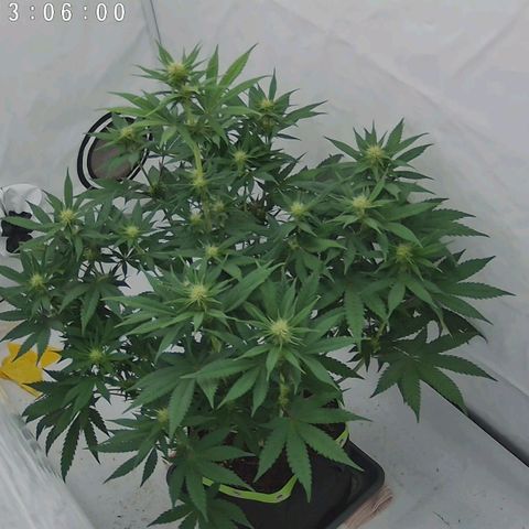 Chilled Cherry 🧊🍒 Zamnesia x Growers Choice growlog timeline photo