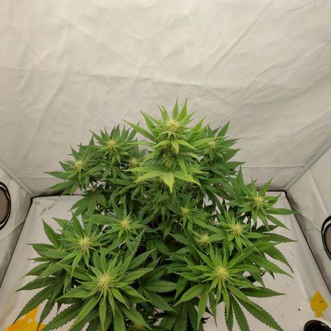 Chilled Cherry 🧊🍒 Zamnesia x Growers Choice growlog timeline photo
