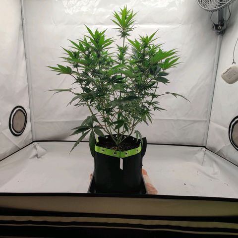 Chilled Cherry 🧊🍒 Zamnesia x Growers Choice growlog timeline photo