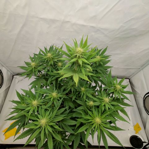 Chilled Cherry 🧊🍒 Zamnesia x Growers Choice growlog timeline photo