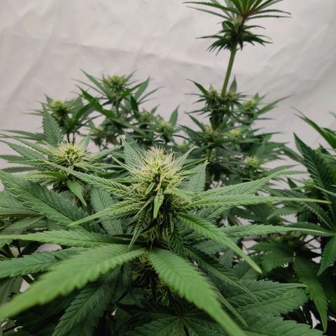 Chilled Cherry 🧊🍒 Zamnesia x Growers Choice growlog timeline photo