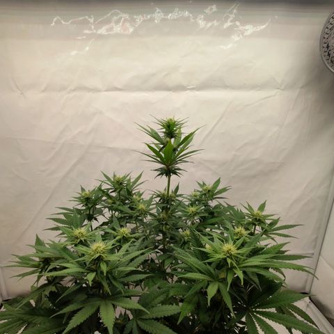 Chilled Cherry 🧊🍒 Zamnesia x Growers Choice growlog timeline photo